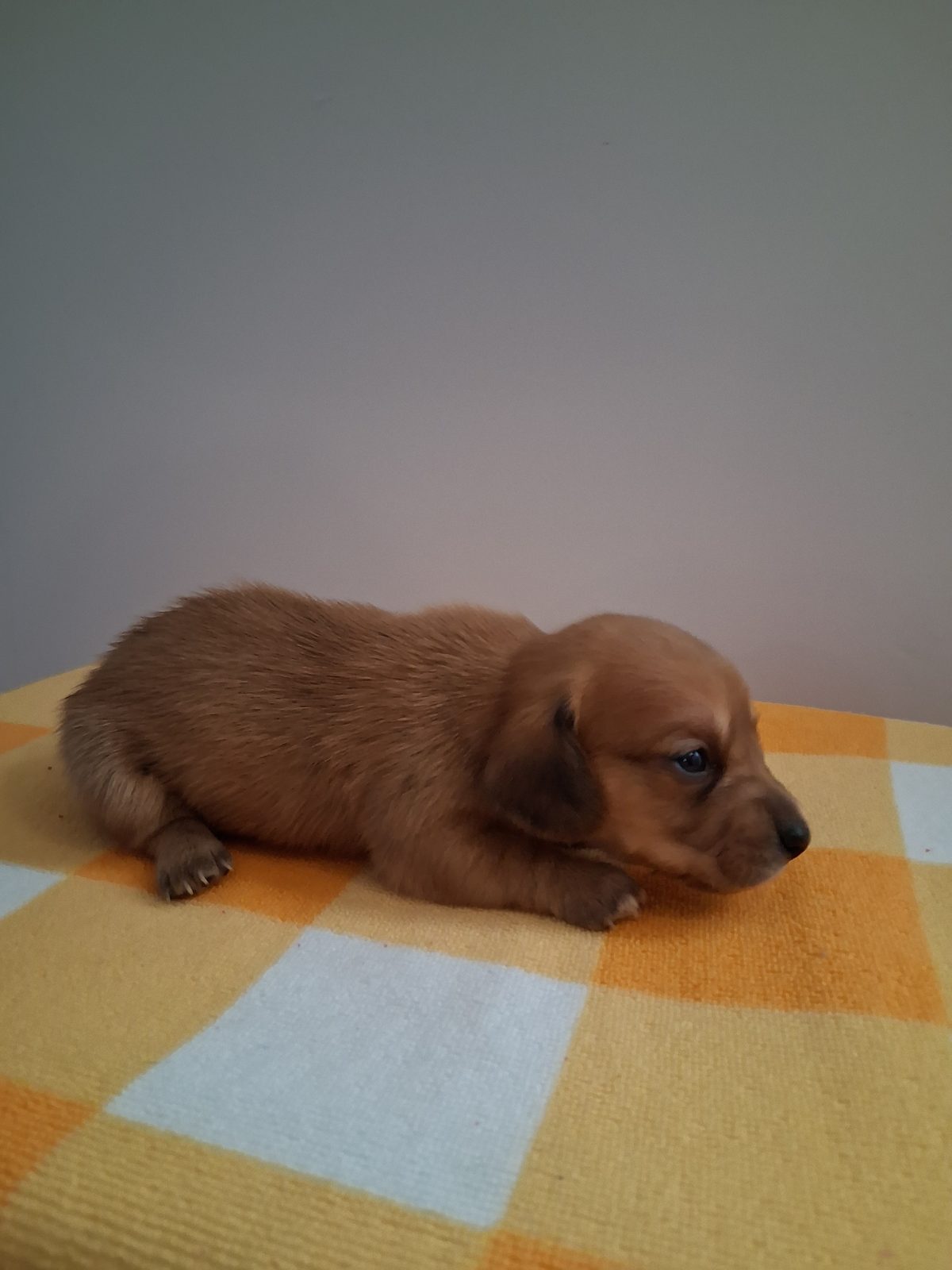 Photo of Male, a male Dachshund, photo 2