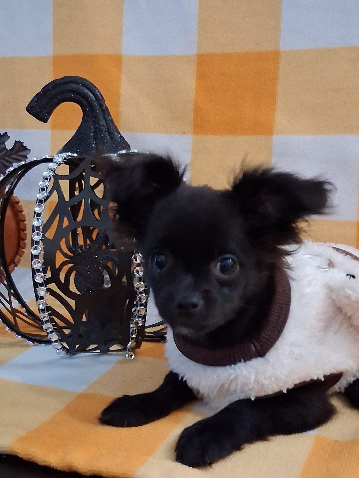 Photo of Willow, a male Chihuahua