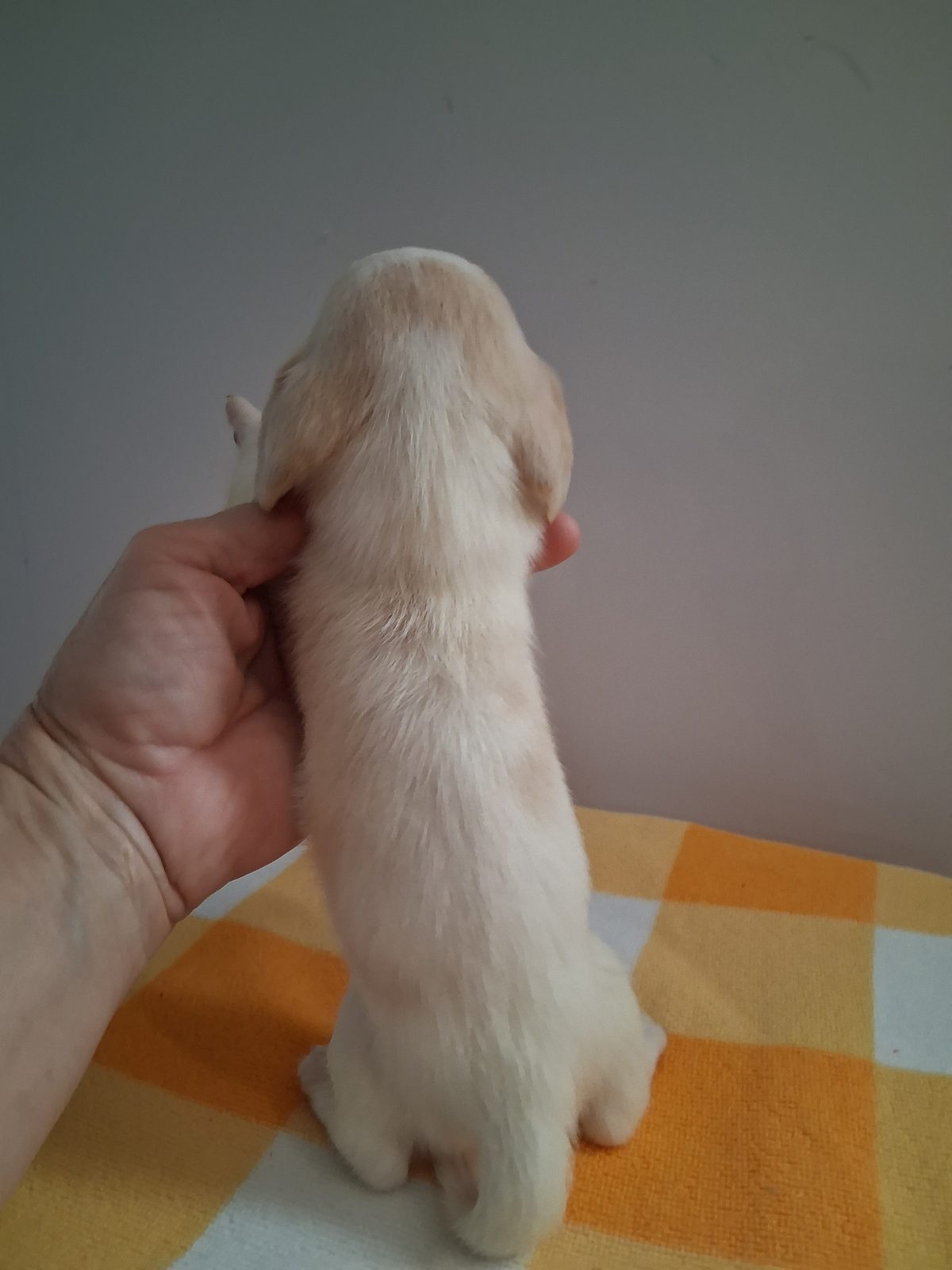 Photo of Male, a male Dachshund, photo 2