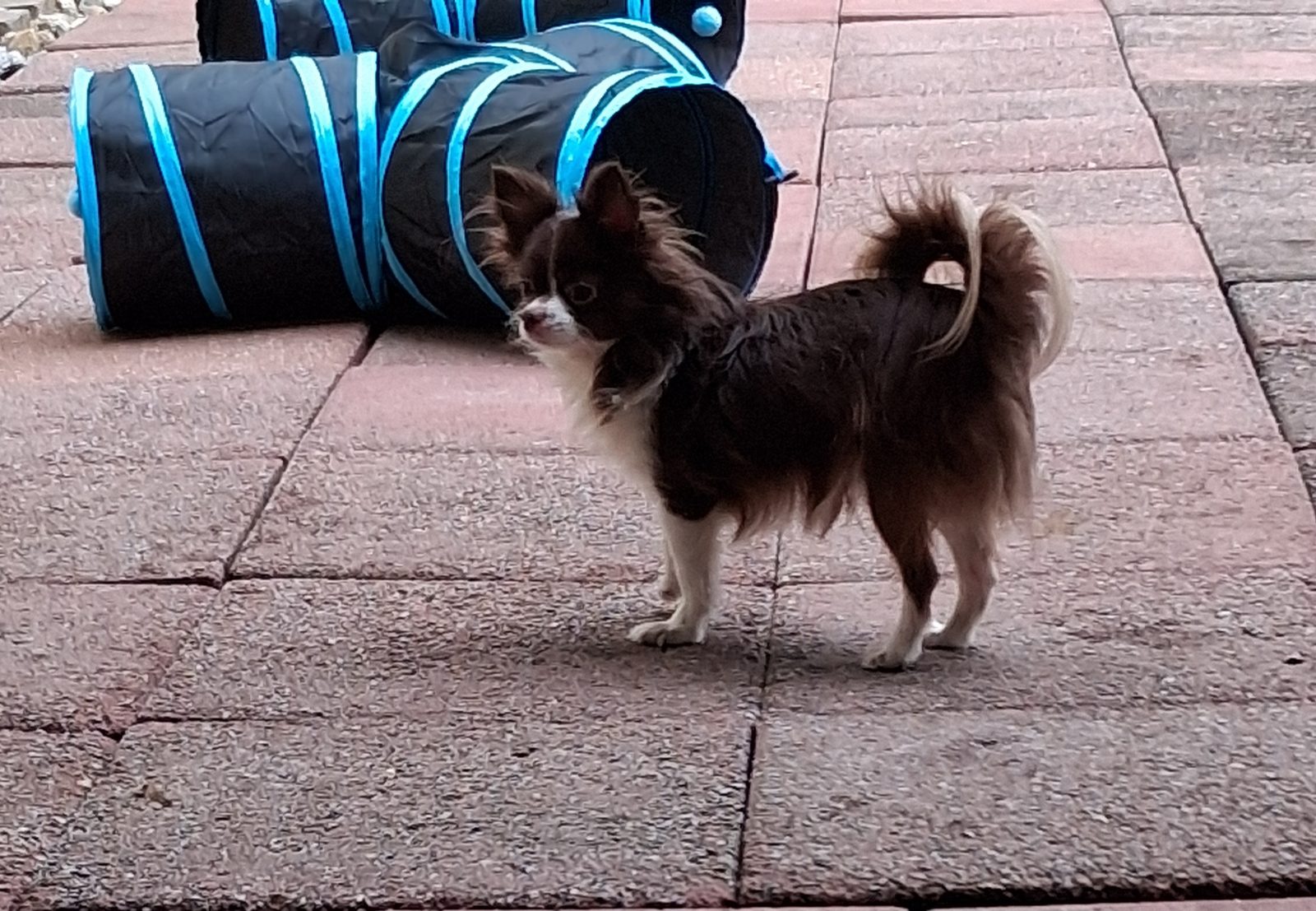 Photo of Bogetta, a male Chihuahua