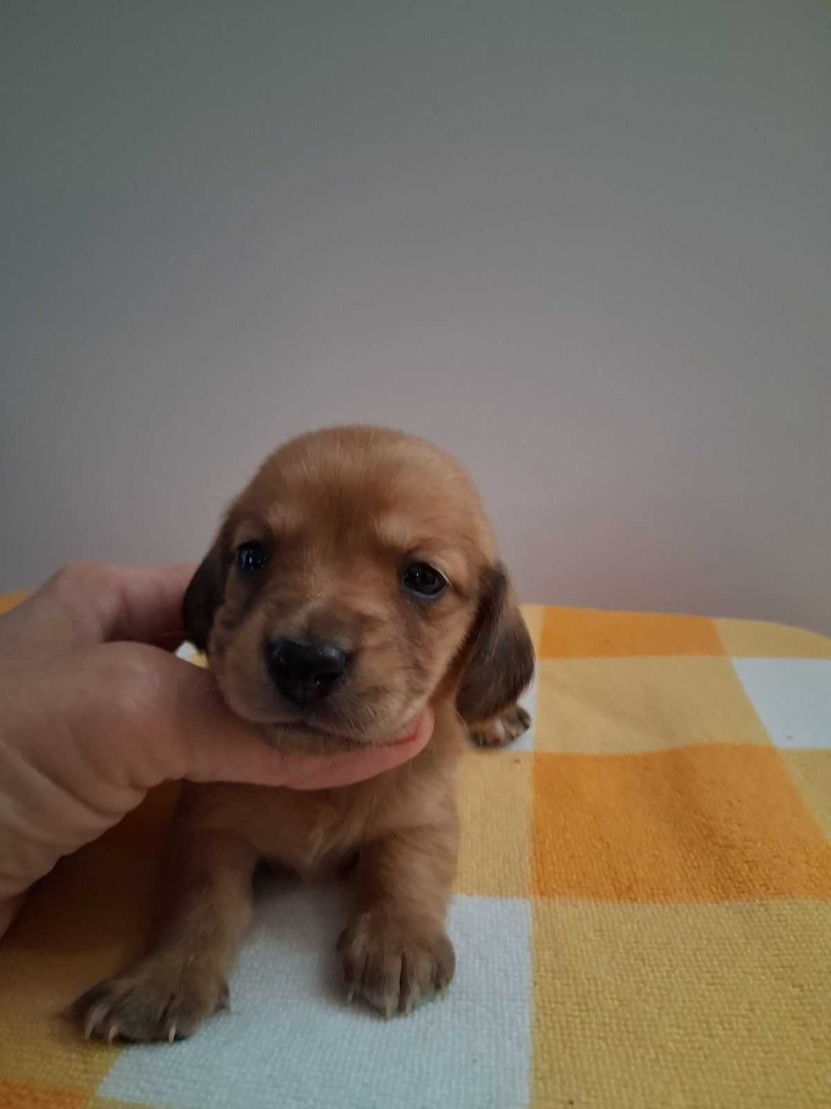 Photo of Male, a male Dachshund
