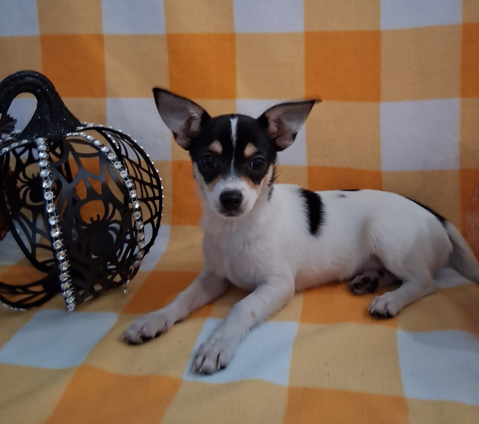 Photo of Rascal, a male Chihuahua