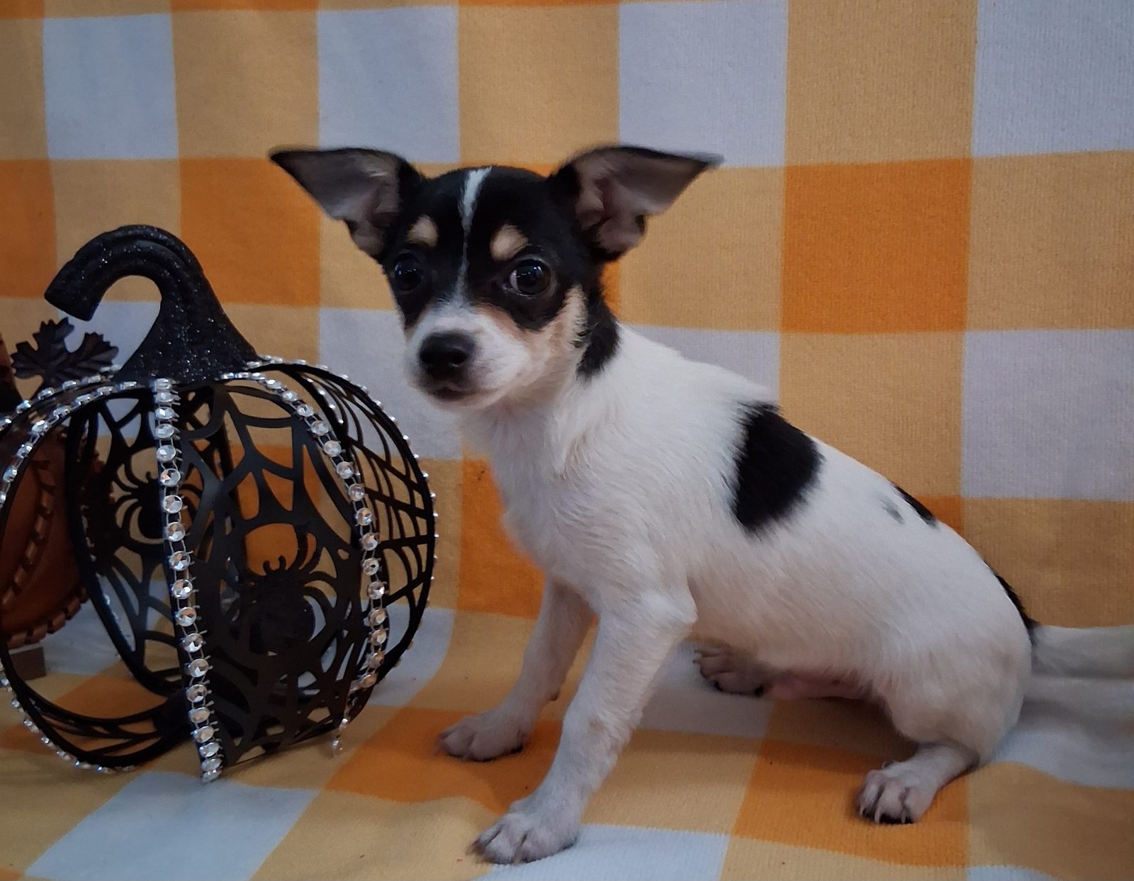 Photo of Rascal, a male Chihuahua, photo 3