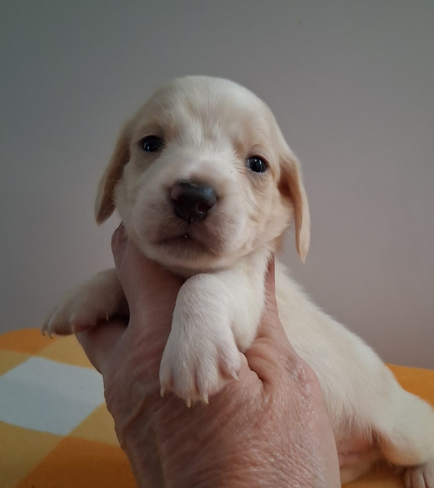 Photo of Male, a male Dachshund