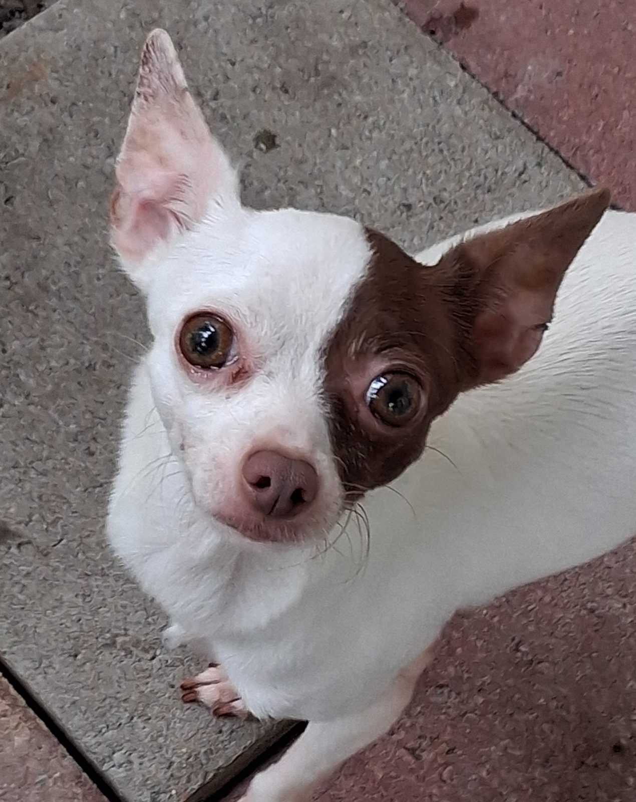 Photo of Poppy, a female Chihuahua