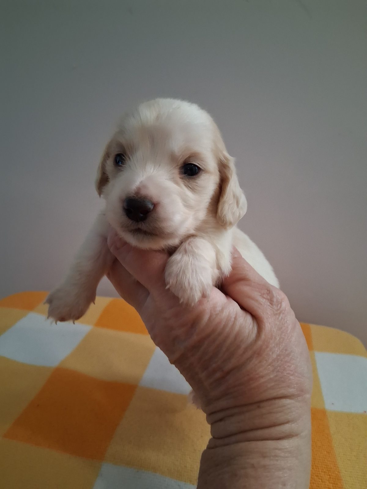 Photo of Male, a male Dachshund