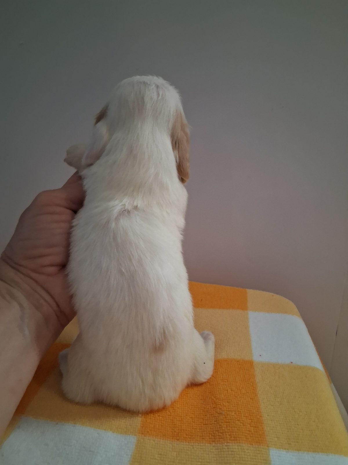 Photo of Male, a male Dachshund, photo 2