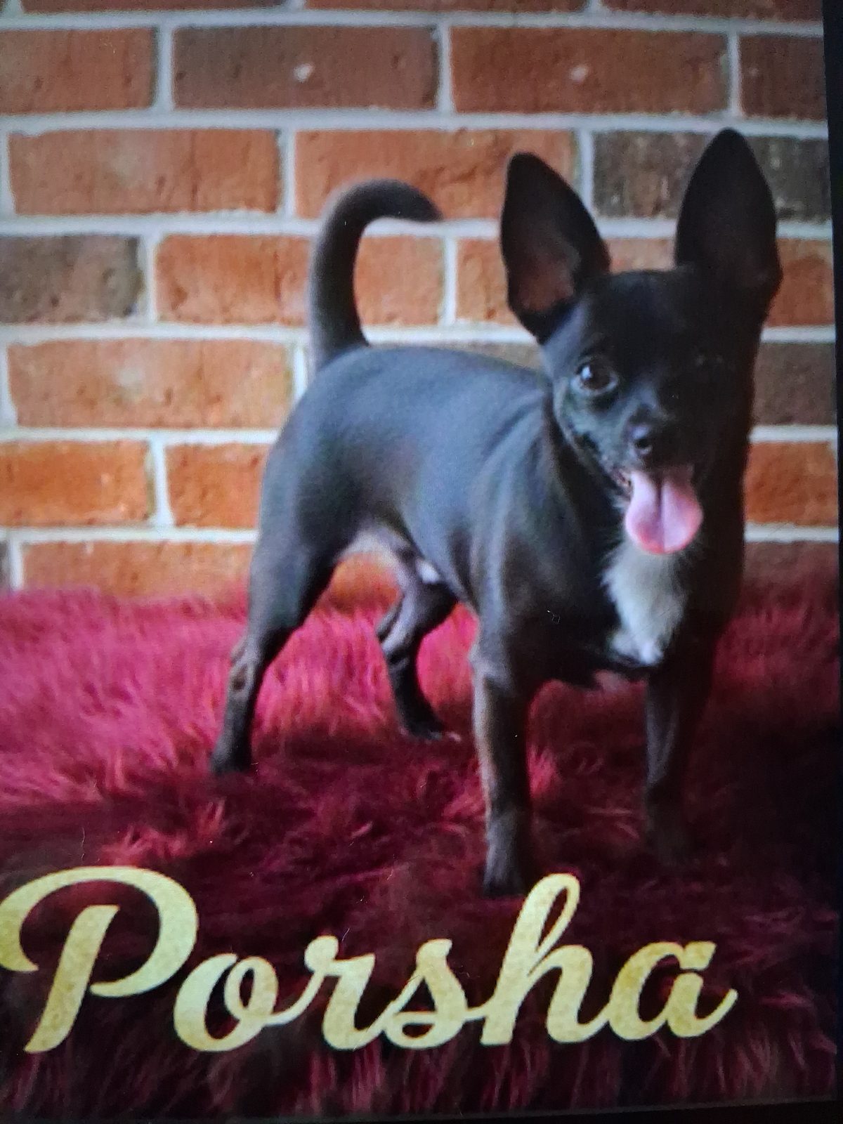 Photo of Porsha, a female Chihuahua