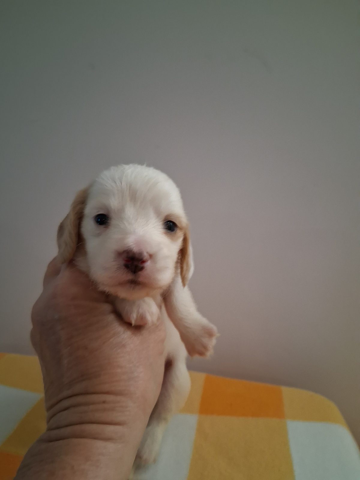 Photo of Male, a male Dachshund