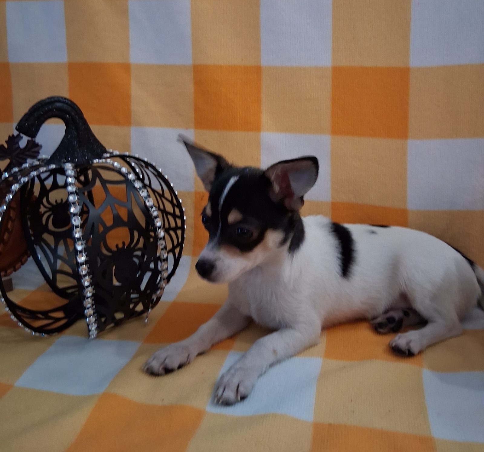 Photo of Rascal, a male Chihuahua, photo 2